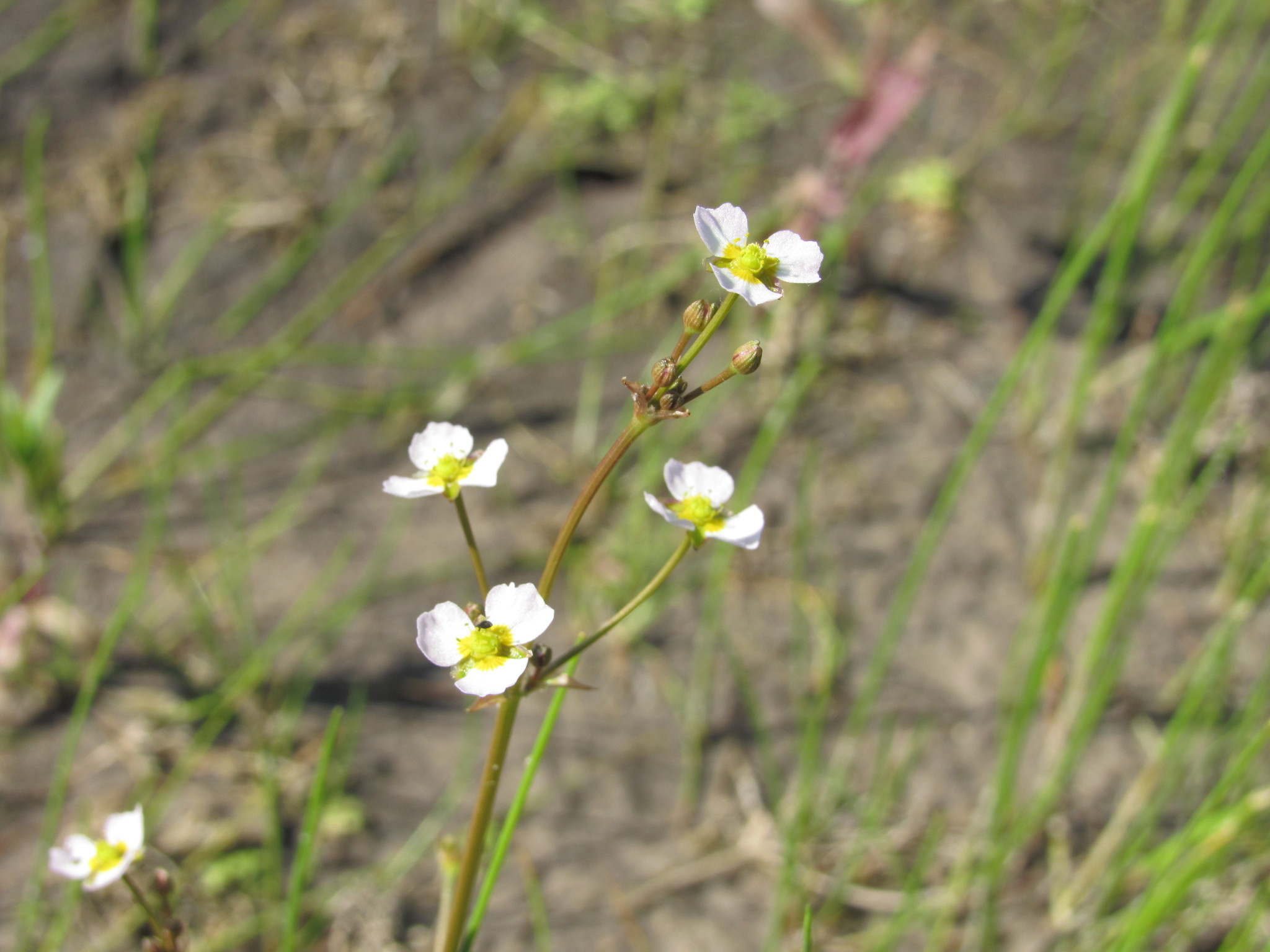 Denis Davydov (https://www.inaturalist.org/observations/96482702)